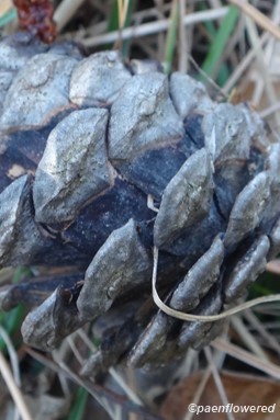 Seed cone
