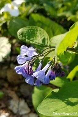 Buds & flowers