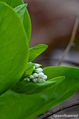 Flower buds