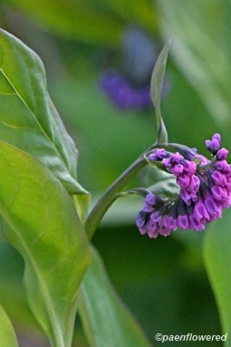 Flowers buds and leaves