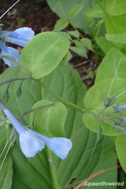Forming fruits