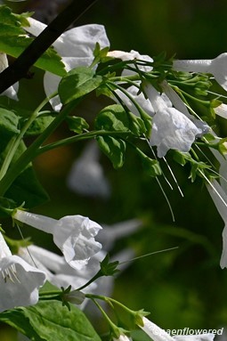 Plant in flower
