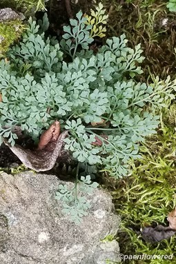 Fern cluster