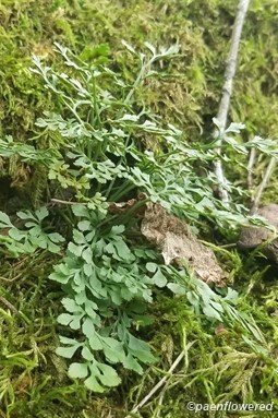 Plant form