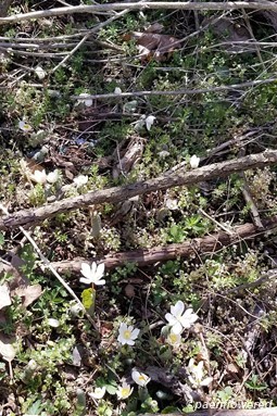 Plant form & habitat