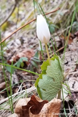 Bloodroot bud