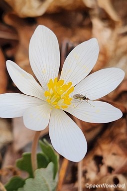 Flower with bug