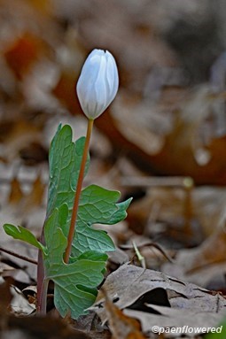 Bud and opening leaf