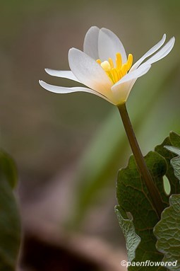 Open blossom with leaf