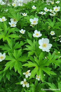Plants in flower