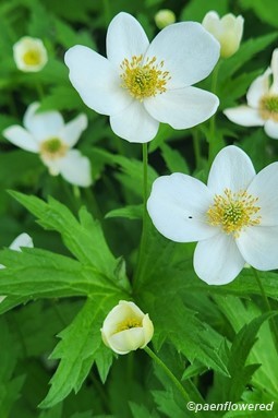 Plants in flower