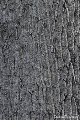 Mature bark