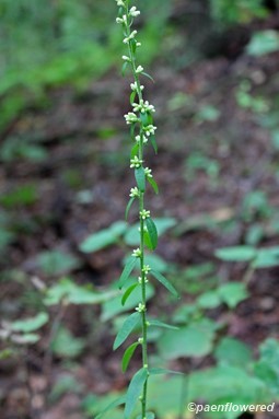 Plant in early flower