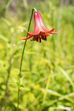 Canada lily