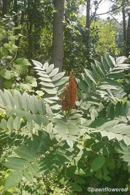 Smooth sumac