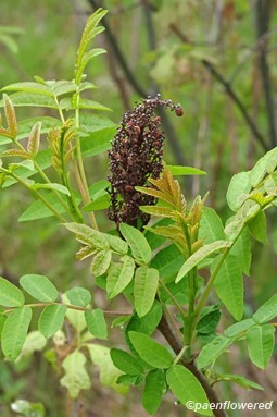 Young leaves and last year's fruit
