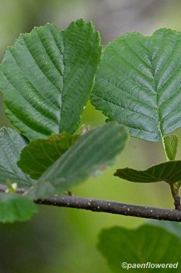 Leaves
