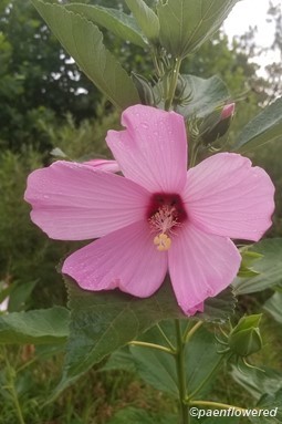 Swamp rosemallow