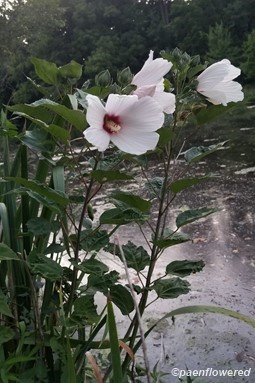 Growing by a pond