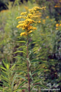 Plant in Flower