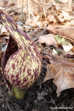 Young skunk cabbage