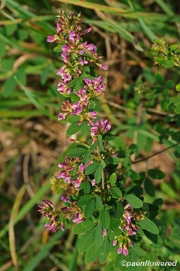 Plant in flower