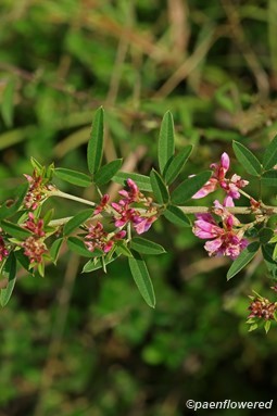 Plant in flower