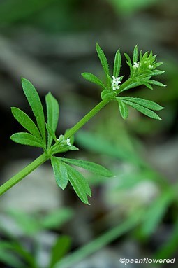 Flowers with leaves