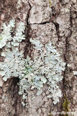 Patch on tree