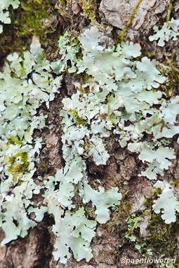 Powdery axil-bristle lichen