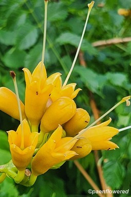 Calyx before and after corolla falls off