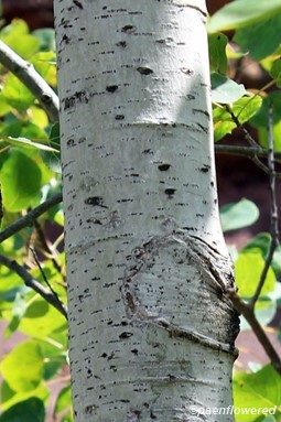 Bark