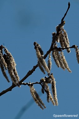 Male catkins