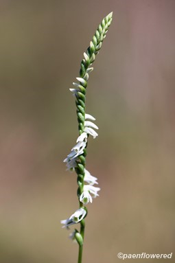 Spiranthes lacera var. gracilis 
