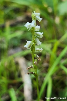 Plant in flower