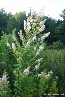 Spiraea