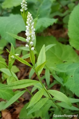 Persicaria