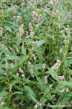 Persicaria sp.