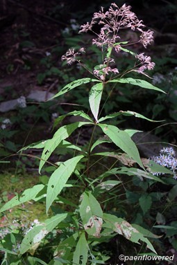 Sweet Joe-pye-weed