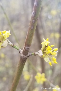 Early inflorescences