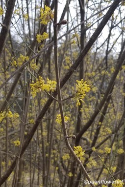 Cornelian cherry