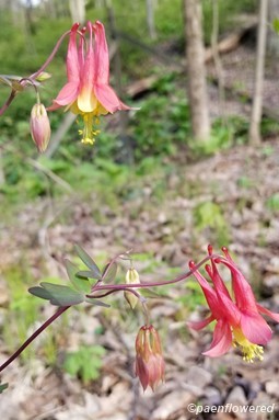 Flower stages and leaves