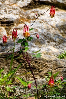 Plant form & habitat