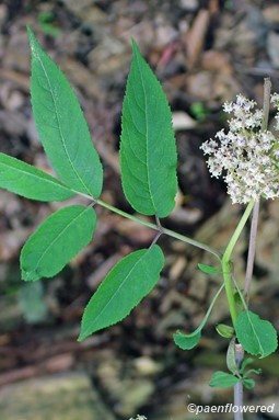 Leaves and inflorescence