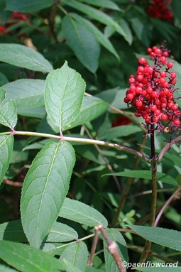 Plant with leaves and fruit