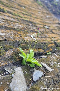 Plant form