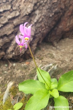 Plant in flower