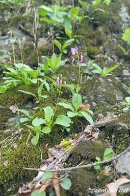 Plants in habitat 