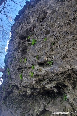 Shooting stars claiming a limestone cliff