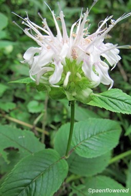 Basil Beebalm